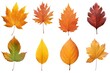 Set and collection of beautiful autumn leaves isolated on white background