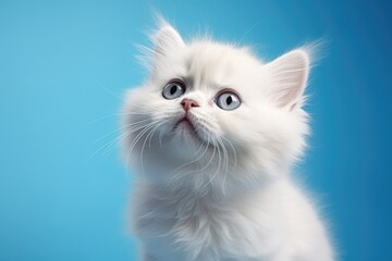 Wall Mural - A white kitten with stunning blue eyes gazes upwards. This adorable image can be used to depict innocence, curiosity, or pet care in various projects