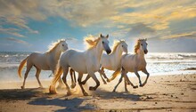 Incredible Photography Of White Horses Running On A White Sand Beach Sunny Morning