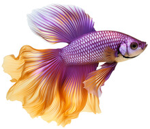 Betta Fish Or Betta Splendens. Purple And Gold Betta Splendens. A Beautiful Aquarium Fish With A Large Bushy Tail. Isolated On A Transparent Background.