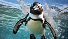 Penguin Swimming In Water With Bubbles African Penguin Spheniscus Demersus Cape Penguin Or South African Penguin Stock Photo