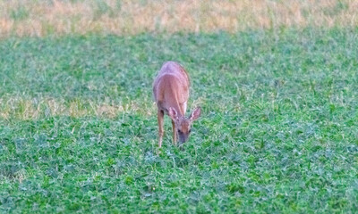 Wall Mural - Whitetail deer grazing in field