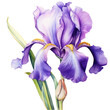 flower Iris watercolor purple flower blue flower on transparent background