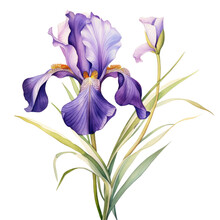 Flower Iris Watercolor Purple Flower Blue Flower On Transparent Background