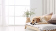 Happy dog in luxurious bright colors scandinavian style bedroom with king-size bed. Pets friendly hotel or home room.
