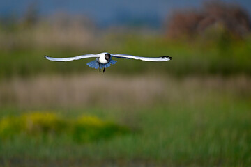 Wall Mural - Lachmöwe // Black-headed gull (Chroicocephalus ridibundus / Larus ridibundus)