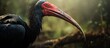 A remarkable photo of the endangered Northern Bald Ibis in its African habitat.