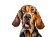 Portrait of curious Bloodhound dog isolated on white background