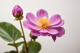 Fototapeta Tulipany - pink lotus flower isolated