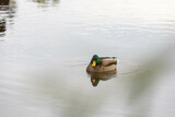 Fototapeta  - Duck in the lake