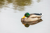 Fototapeta  - Duck in the lake