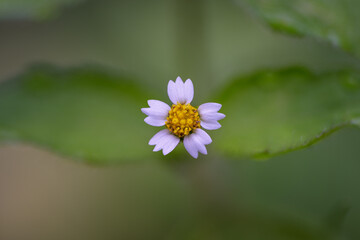 Sticker - Macro detail of a tiny flower.