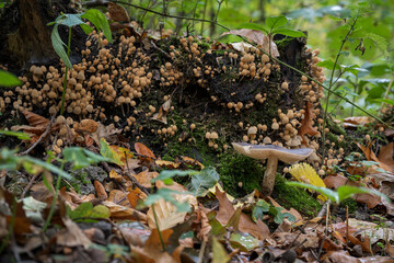 Canvas Print - Wood rot fungus on a stump.