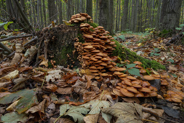 Wall Mural - Wood rot fungus on a stump.