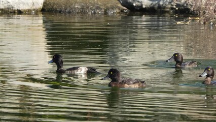 Sticker - tufted duck in a pond