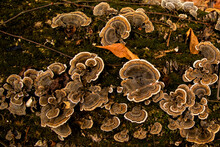 Turkey Tail Mushrooms Growing On A Log In A Forest In Iowa In The Fall.