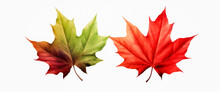 Maple Leaf's On White Background, Red And Green Maple Leaves.  