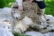 Man shearing the sheep