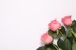 Beautiful pink roses on white background, top view. Space for text