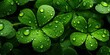 © Bussakon - Nature elixir. Close up of raindrops on vibrant green leaves beautiful macro composition reflecting essence of growth and freshness leaf