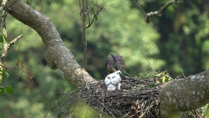 a young javan hawk eagle chick was waiting for its father in a nest in a big tree