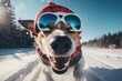 running ,dog santa hat, colorful sunglass, extreme winter snowfall blurred
