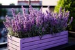Blühender Lavendel im blumenkasten auf dem Balkon