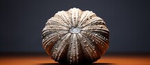 Shiny Fossilized Sea Urchin Shell.