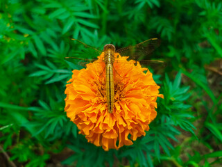 A butterfly on a yellow marigold flower.	