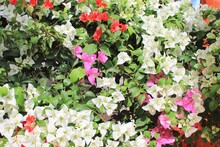 Colorful Horizontal Closeup Of Bougainvillea Plant With White, Pink And Red Blossoms