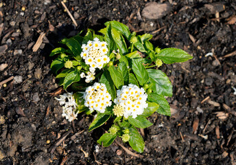 Wall Mural - White flowers of lantana. Flowering plant close-up. Lantana camara.