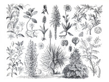 Vintage Hand Drawn Illustration Of Medical Plants. Set Of Hand Drawn Medical Plants And Herbs. Botanical Engraved Elements. Wild Flowers. Healthy Lifestyle. Botanical Hand Drawn Plant Poster.