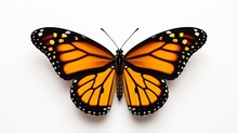 Monarch Butterfly With Open Wings In A Top View As A Flying Migratory Insect Butterflies That Represents Summer  On Isolated White Background.