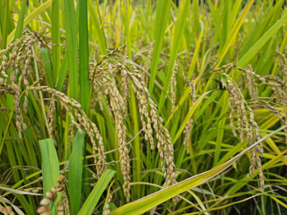 Wall Mural - Close up to korea rice seeds in ear of paddy