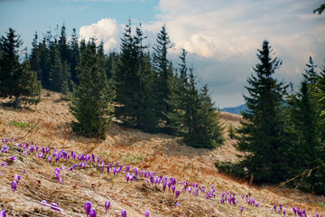 Wall Mural - spring flower