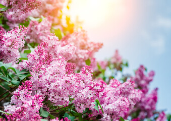 Poster - Amazing view close-up beautiful lilac flowers