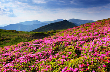 Wall Mural - flower