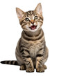 Happy smiling cat on png transparent background