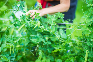 Farmer's hands harvest crop of pea in the garden. Plantation work. Autumn harvest and healthy organic food concept close up with selective focus