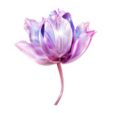 Fototapeta Tulipany - Purple crystal tulip,purple tulip made of crystal isolated on transparent background,transparency 