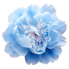 Wall Mural - Beautiful sky blue peony isolated on transparent background,transparency 