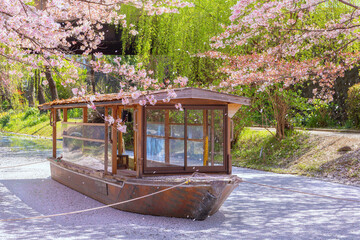 Wall Mural - Fushimi Jikkokubune Boat in Kyoto with scenic full bloom cherry blossom in spring 