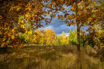 Wall Mural - Amazing light in autumn forest full of colorful leaves under dark sky