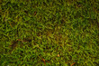 moss plant nature lichen herb flora outdoors closeup natural lea