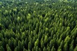Aerial view of coniferous forest in sunny summer day, Aerial view of green summer forest with spruce and pine trees in Finland, AI Generated