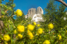 Austria, Salzburger Land, Grosse Bischofsmutze With Yellow Wildflowers In Foreground