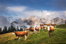 Austria, Salzburger Land, Cattle Grazing InDachstein Mountains
