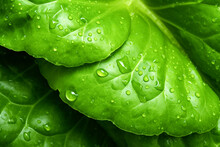 Top View Image Fresh Green Lettuce Leaves With Water Drops Over Them, Close Up Macro Detail Banner.
