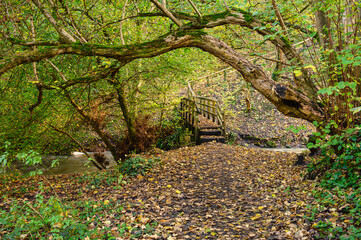 Poster - Footpath through Holywell Dene, which is an ancient woodland ravine and is the valley of Seaton Burn in North Tyneside, popular with walkers