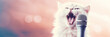 © Tierney - Happy cat singing into a microphone